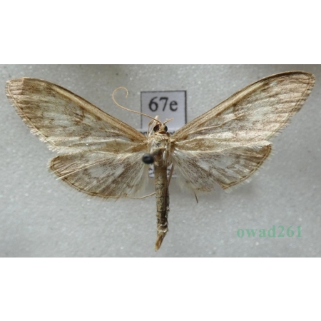 Anania lancealis (Denis & Schiffermüller, 1775) Przezierka lancetniczka Czech67e